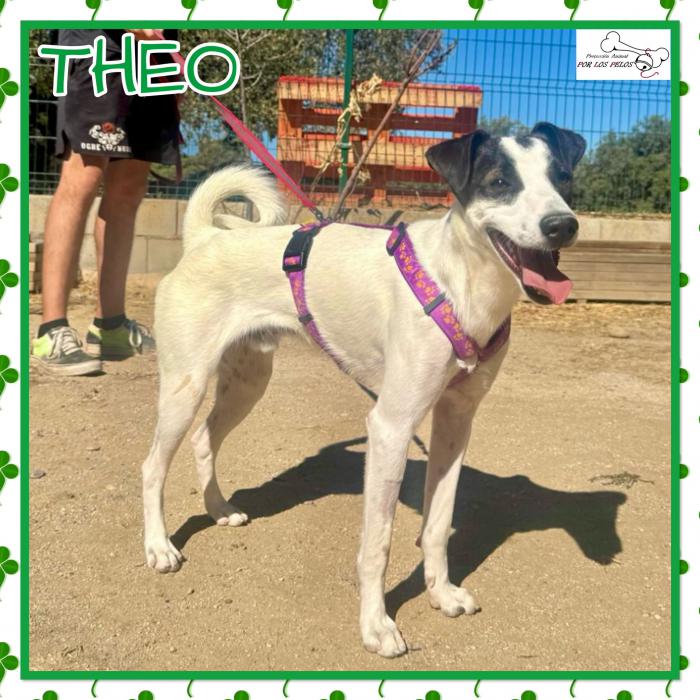 Theo