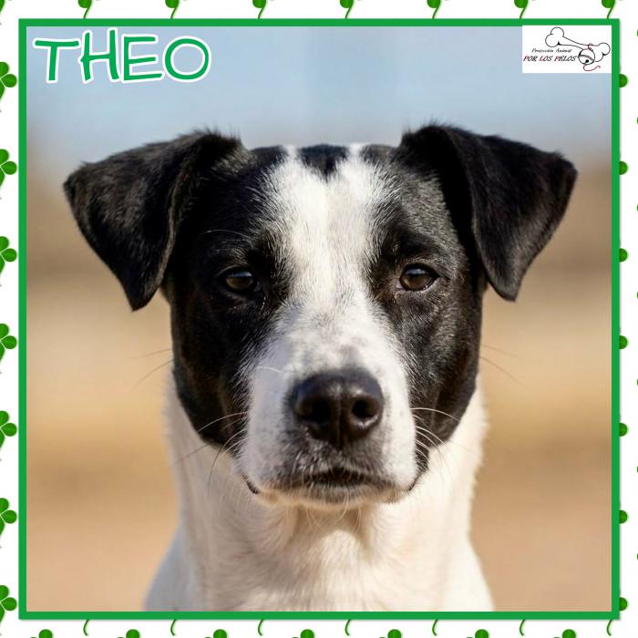 Theo