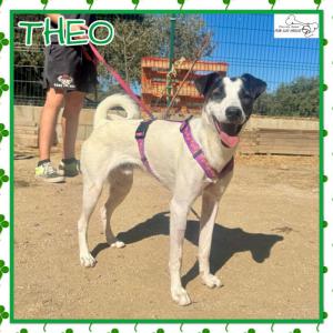 Theo