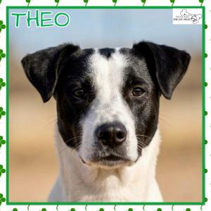 Theo