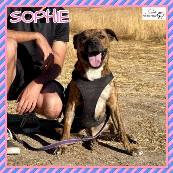 Sophie