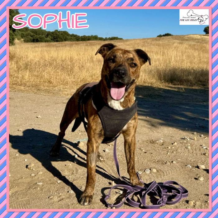 Sophie