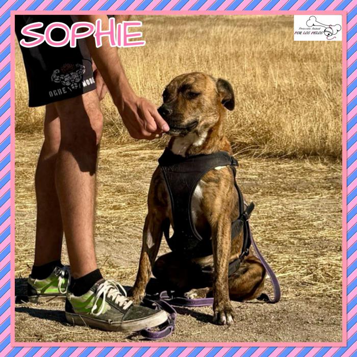 Sophie