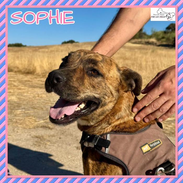 Sophie