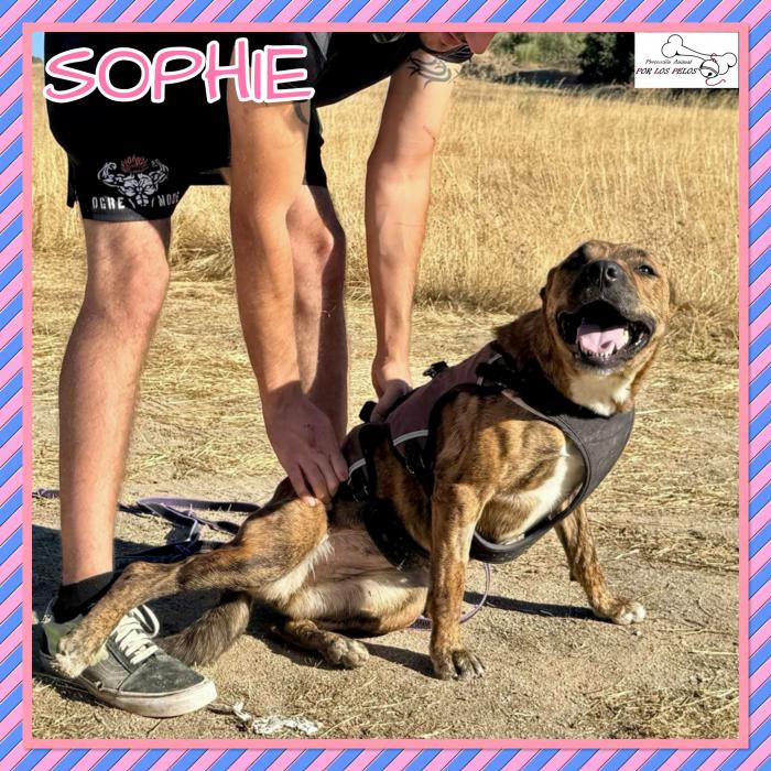 Sophie