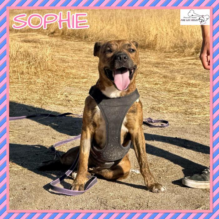 Sophie