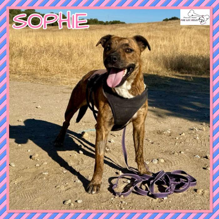 Sophie