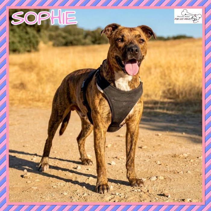 Sophie