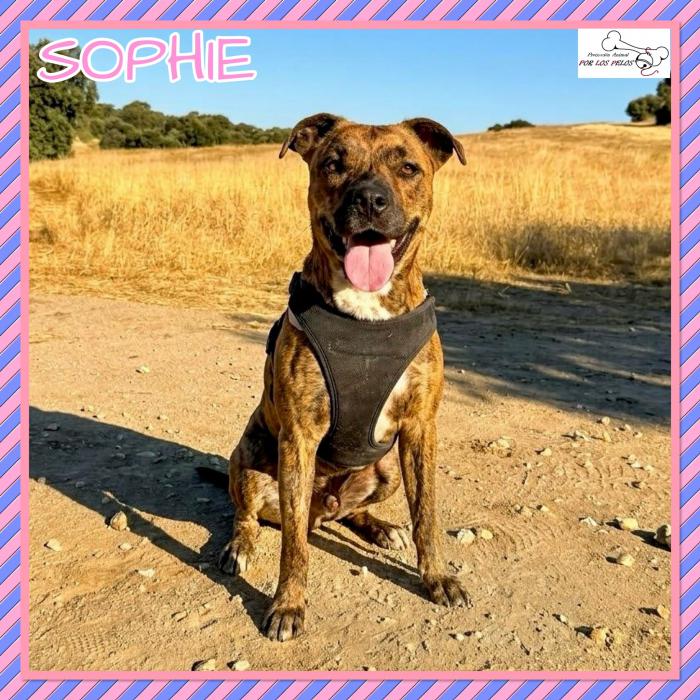 Sophie