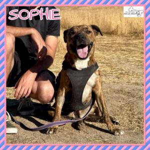 Sophie