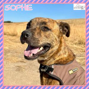 Sophie
