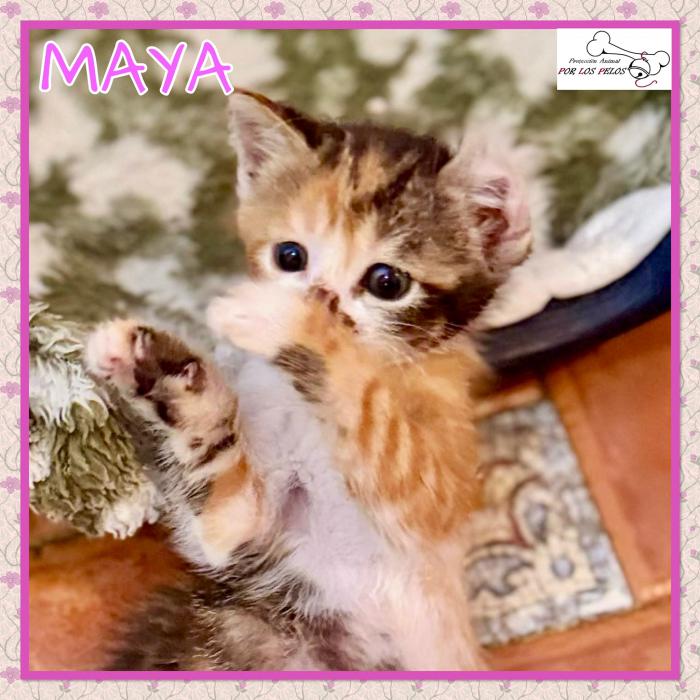 Maya