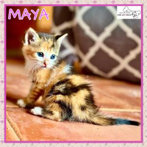 Maya