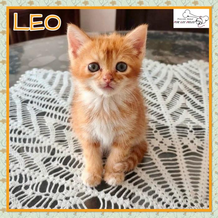 Leo