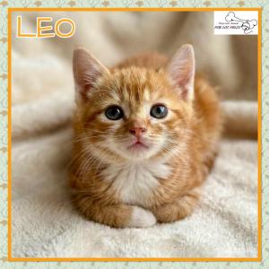 Leo