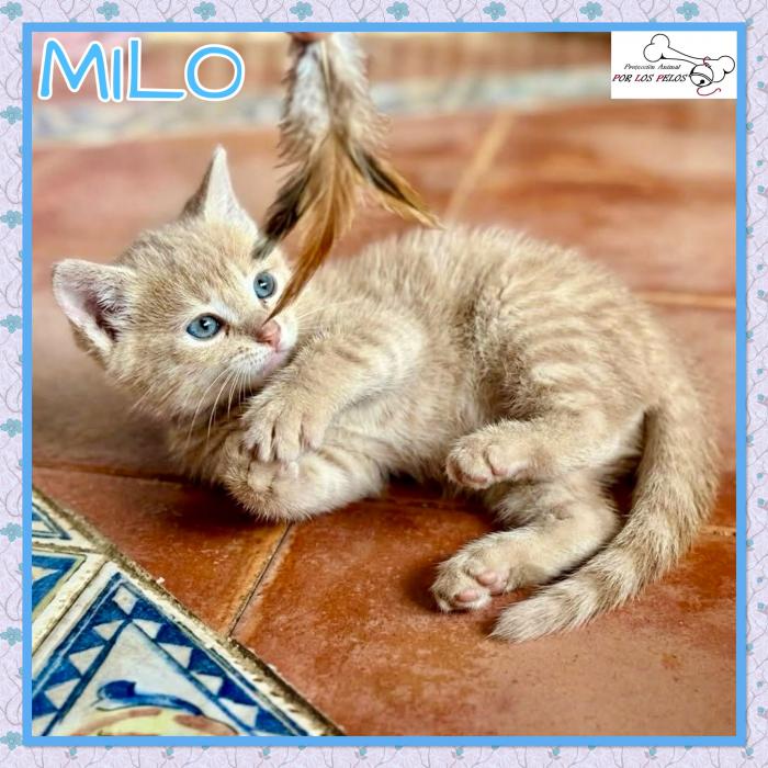 Milo