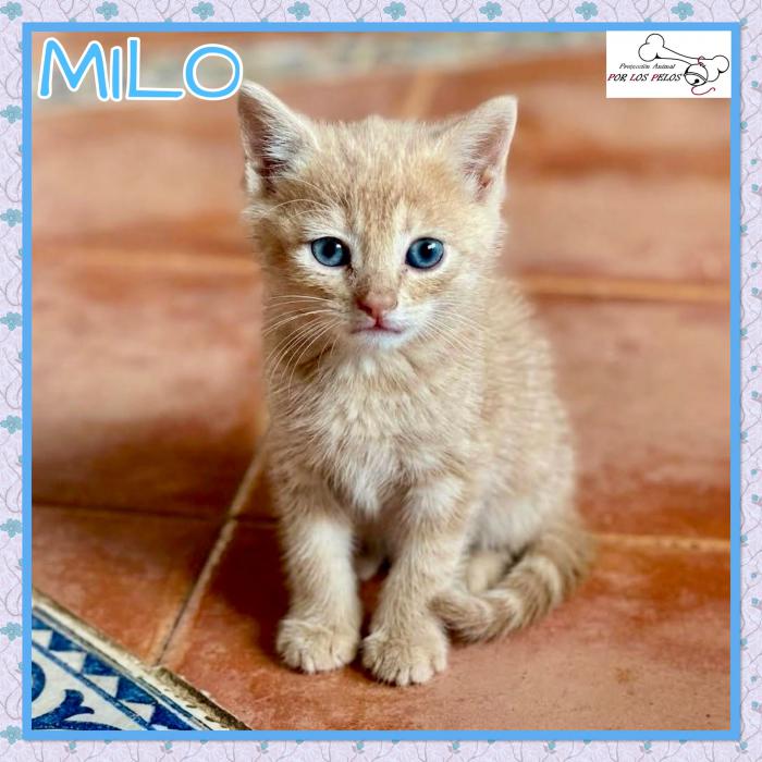 Milo