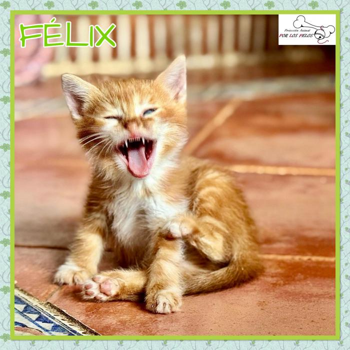 Felix