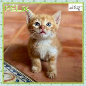 Felix