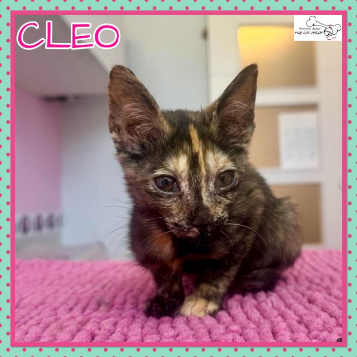 Cleo