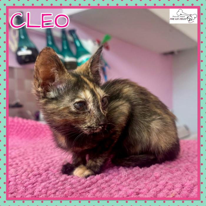 Cleo