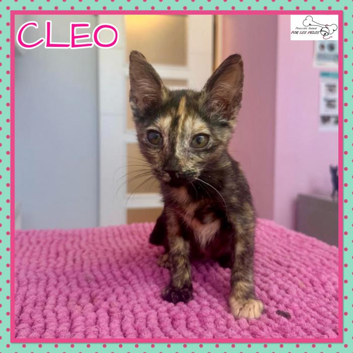 Cleo