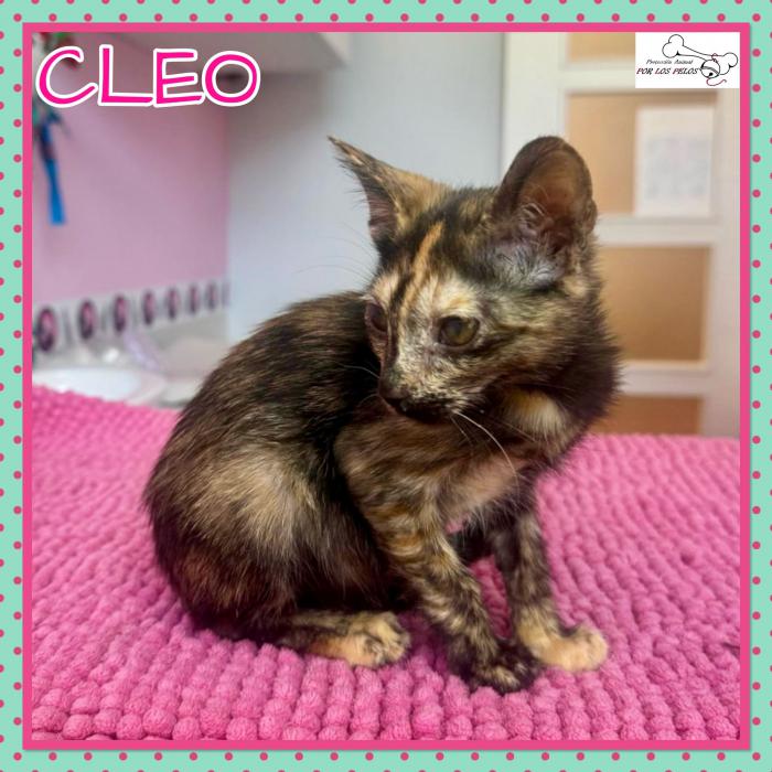 Cleo