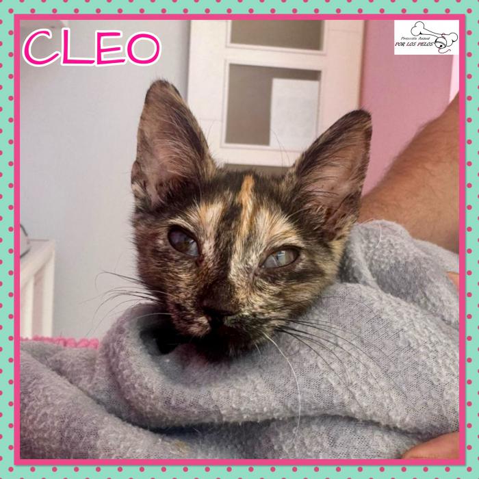 Cleo