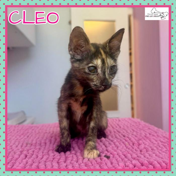 Cleo