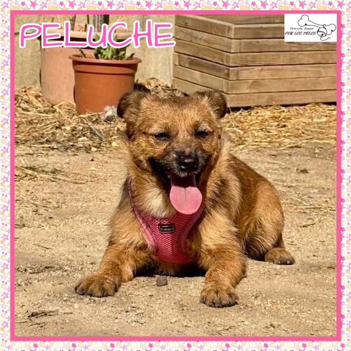 Peluche