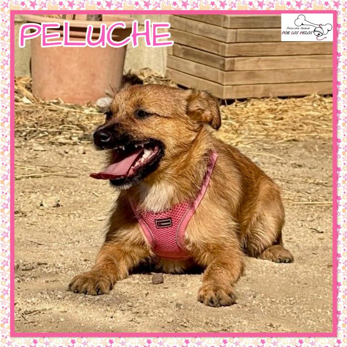 Peluche