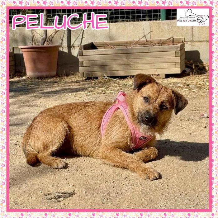 Peluche