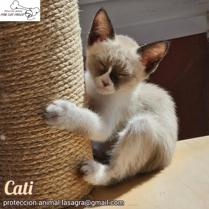Cati