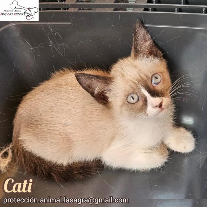 Cati