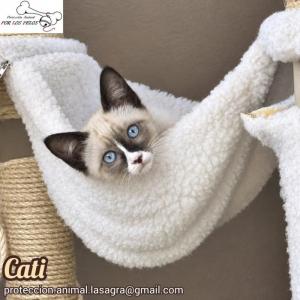 Cati