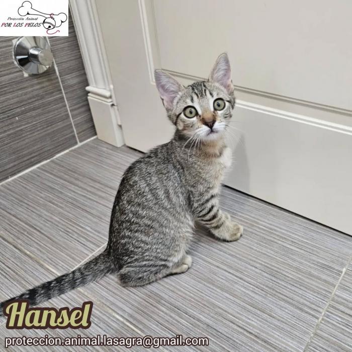 Hansel
