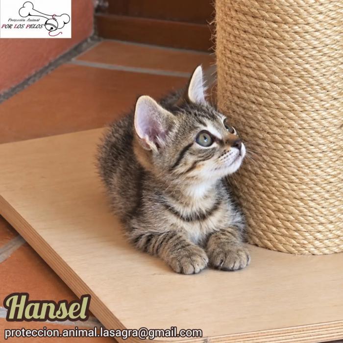 Hansel