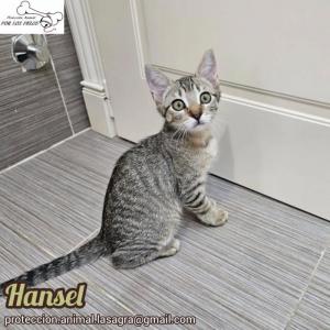 Hansel