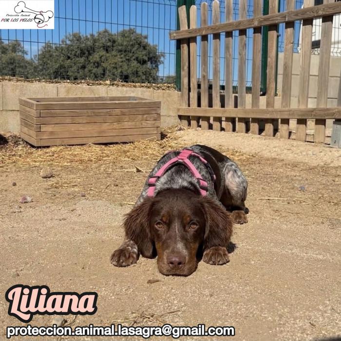 Liliana