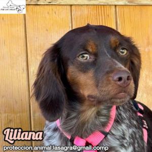Liliana