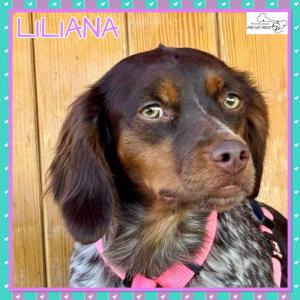 Liliana