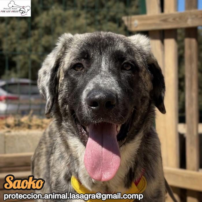 Saoko