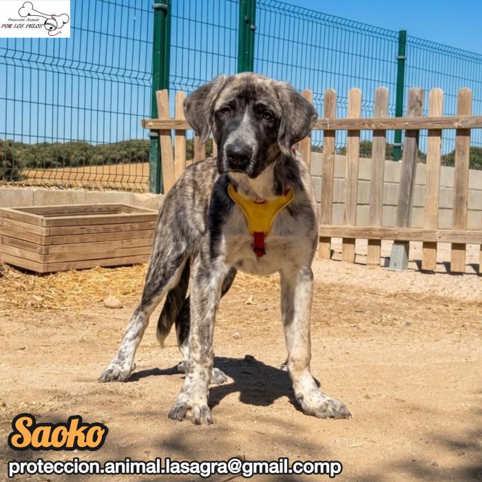 Saoko