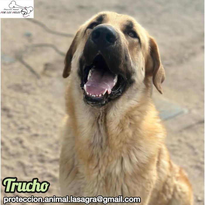 Trucho