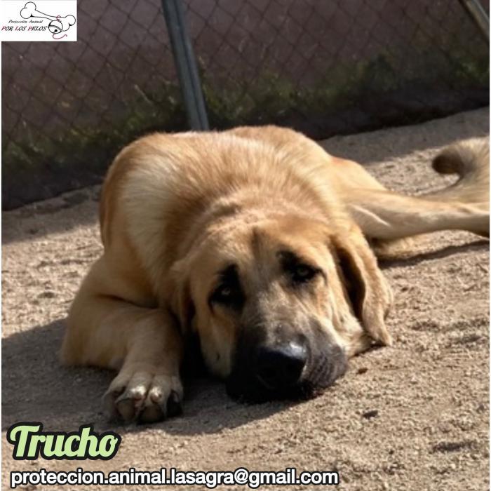 Trucho