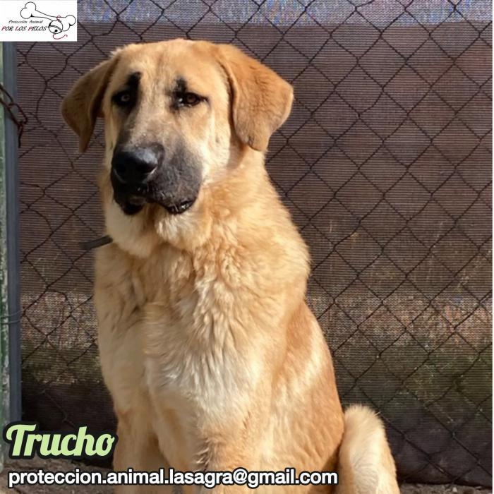 Trucho