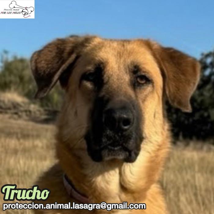Trucho