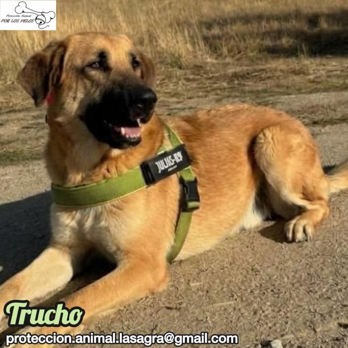 Trucho