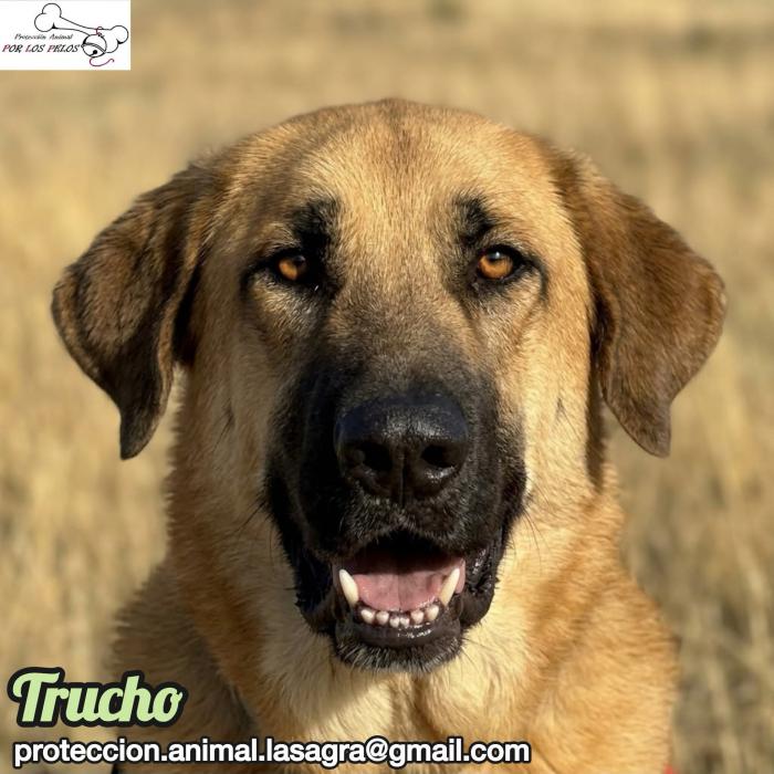 Trucho