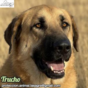 Trucho